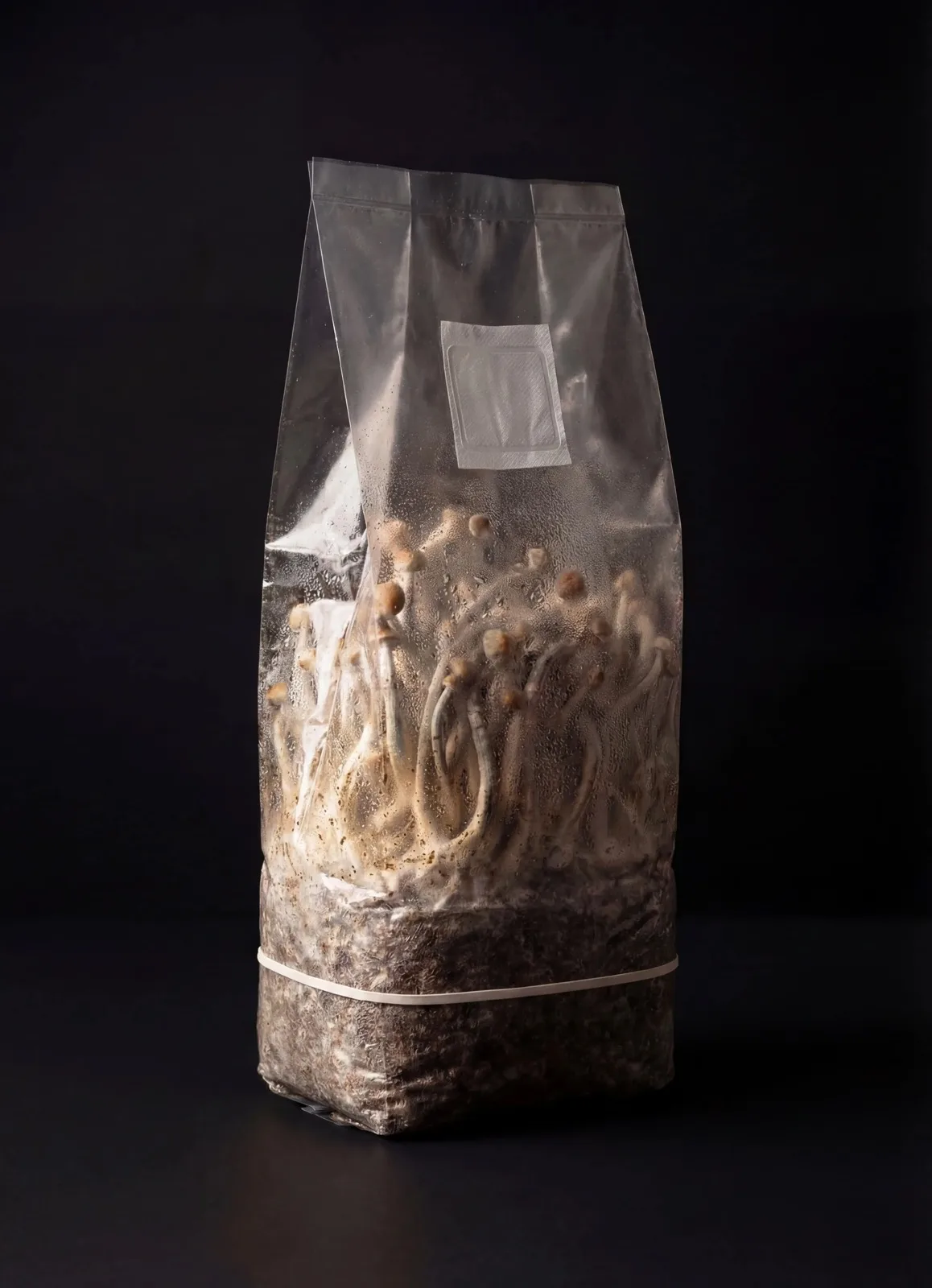 Psilocybe Cubensis Zuchtset Produktfoto