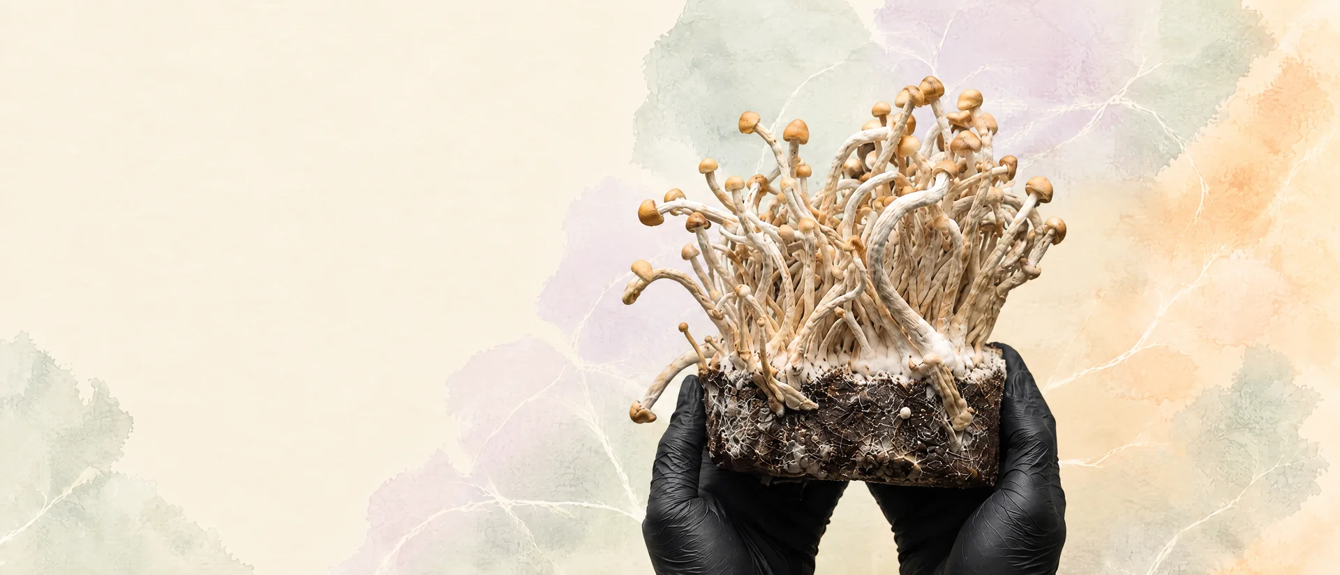 Hände in schwarzen Handschuhen halten ein Shroomsy-Zuchtset mit dichtem Myzel und Fruchtkörpern